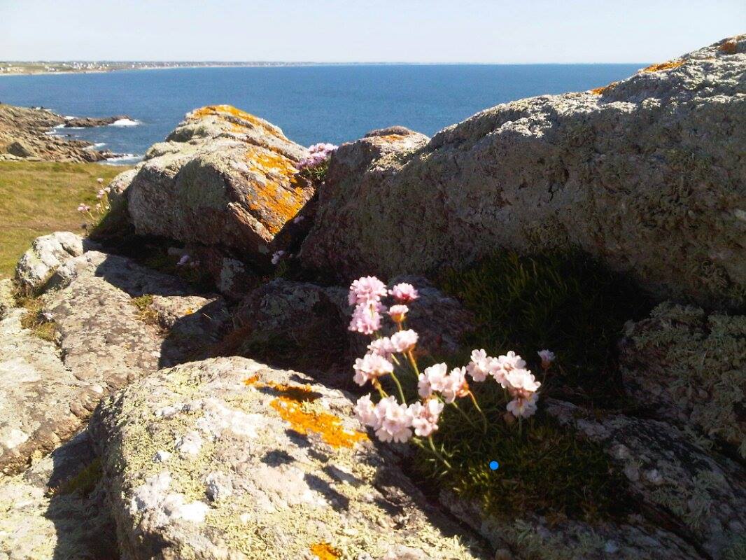 13120751_682553895216894_1769035586_o