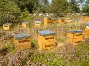 Abeilles-Ruches-1