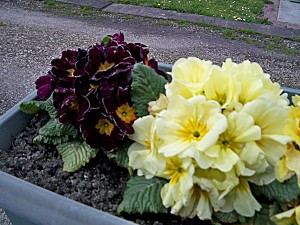 fleurs-et-potager-de-mon--cluse-008.jpg