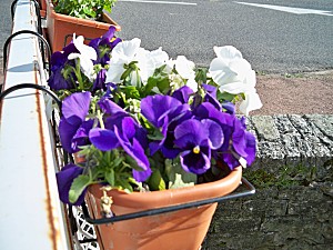 fleurs-en-balconni-re--avril--2009-001.jpg