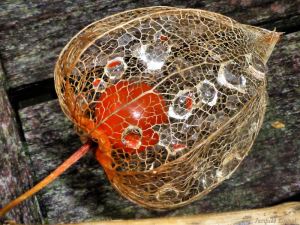 larmes-d-amour-en-cage