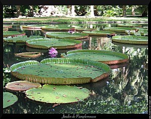 jardin-de-pamplemousse.jpg