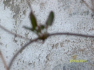 Anniversaire Manon 015