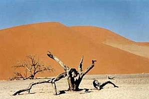 Namibie-squelette-d-arbres.jpg