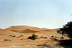 accacias-et-dunes.jpg